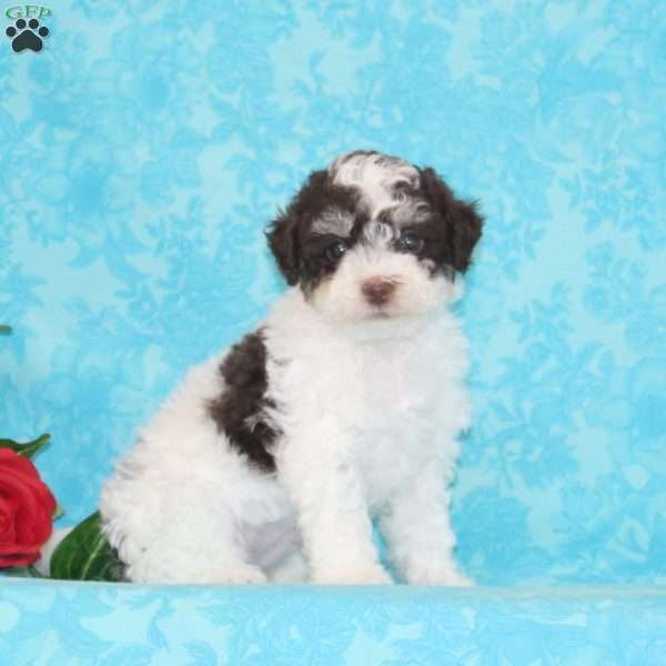 Perry, Maltipoo Puppy